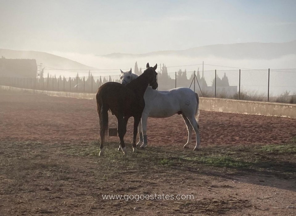 Resale - House - Finca - Cortijo - Jumilla - Torre del Rico