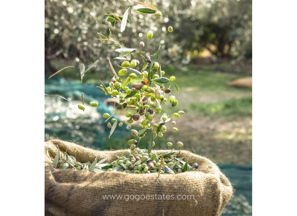 Resale - Parcela - San Javier - Roda