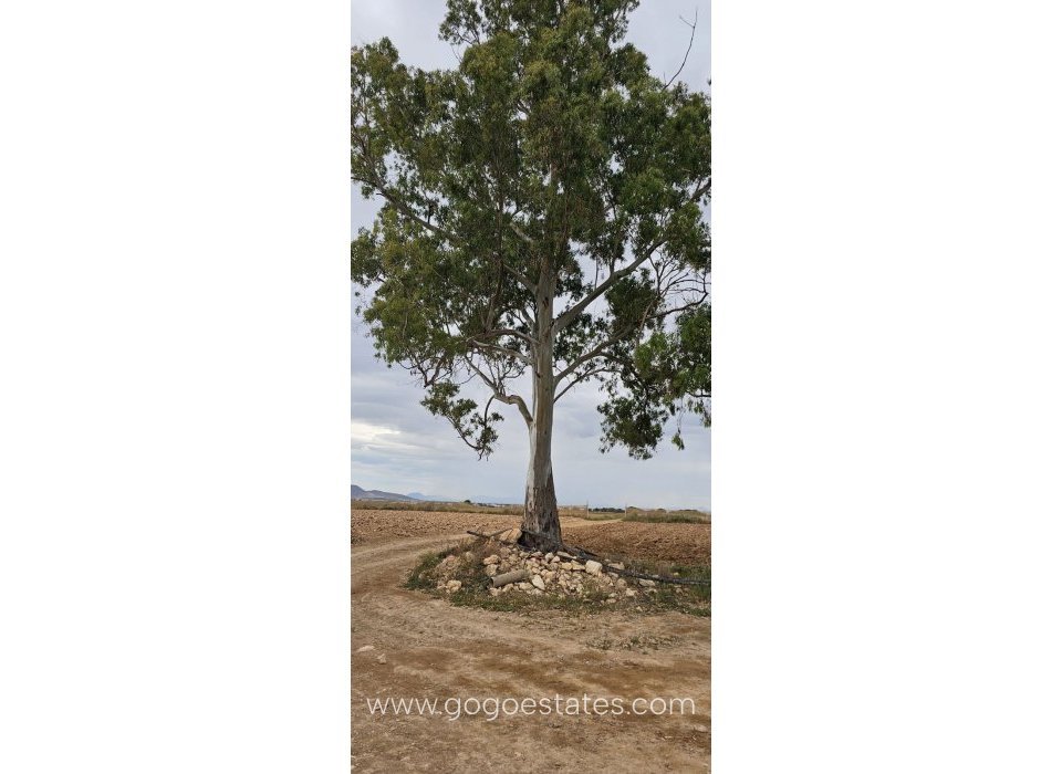 Resale - Plot - Commercial Plot - Murcia - Balsicas