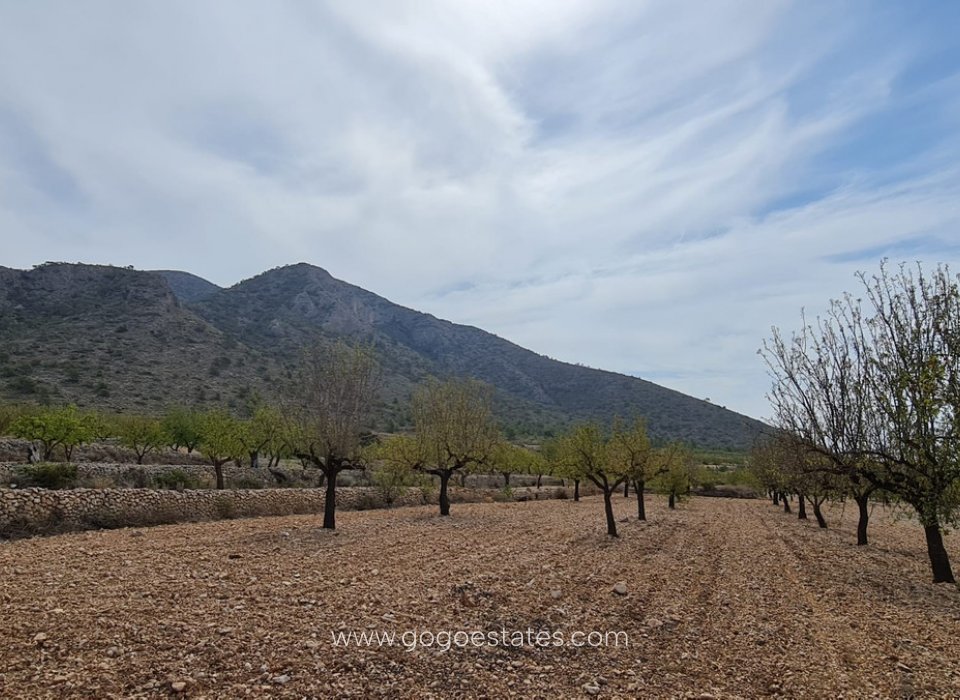 Resale - Plot - Land - Algorfa - Algueña