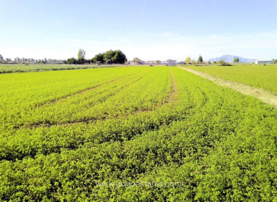 Resale - Plot - Land - Alicante - Dolores Centro