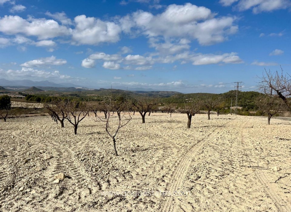 Resale - Plot - Land - Bullas - Bullas Centro