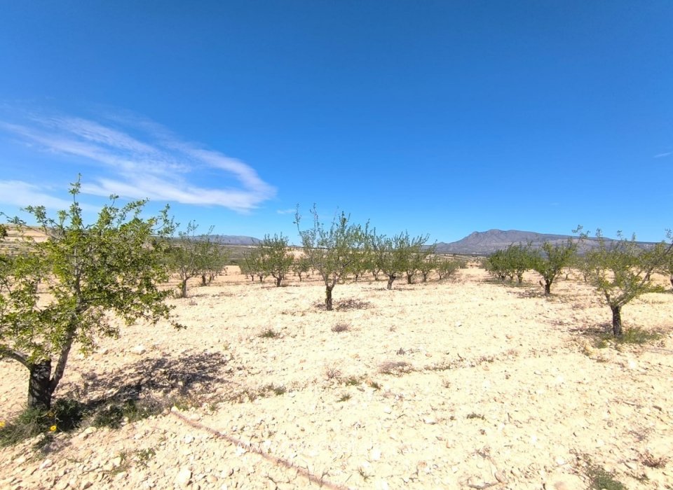 Resale - Plot - Land - Jumilla - Jumilla Centro