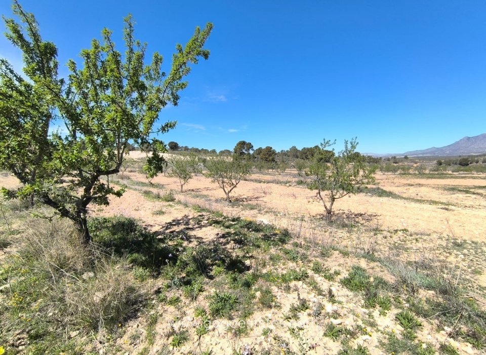 Resale - Plot - Land - Jumilla - La Zarza