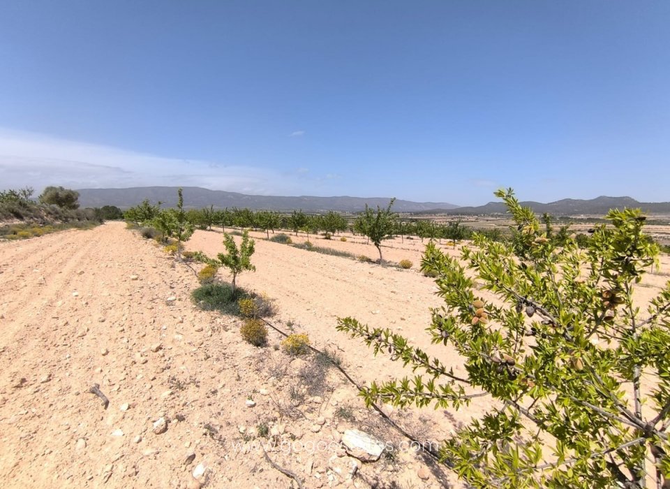 Resale - Plot - Land - Monóvar - Monòver - Monóvar - Monòver Centro