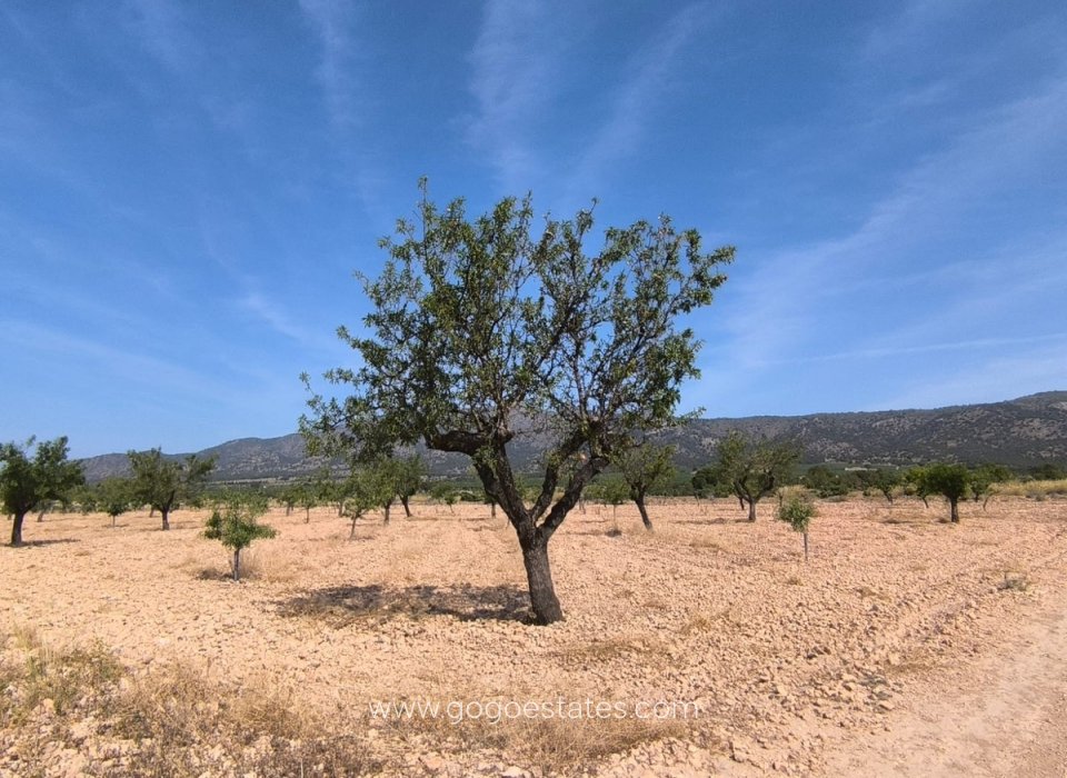 Resale - Plot - Land - Monóvar - Monòver - Monóvar - Monòver Centro