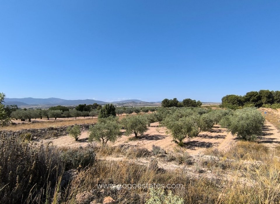 Resale - Plot - Land - Monóvar - Monòver - Monóvar - Monòver Centro