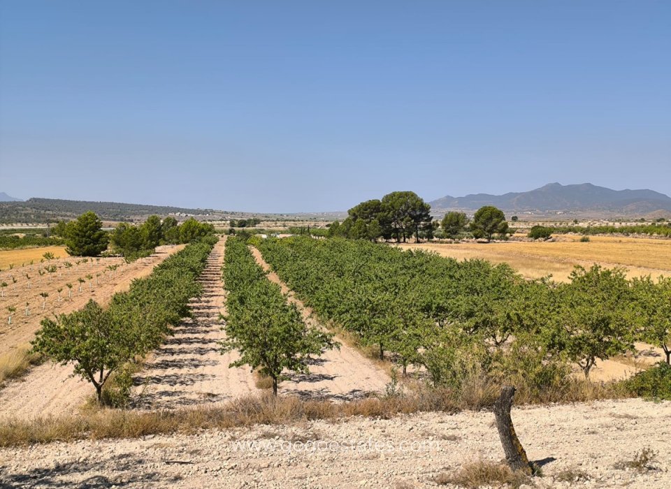 Resale - Plot - Land - Monóvar - Monòver - Monóvar - Monòver Centro