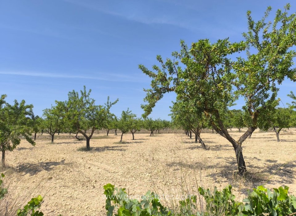 Resale - Plot - Land - Monóvar - Monòver - Monóvar - Monòver Centro