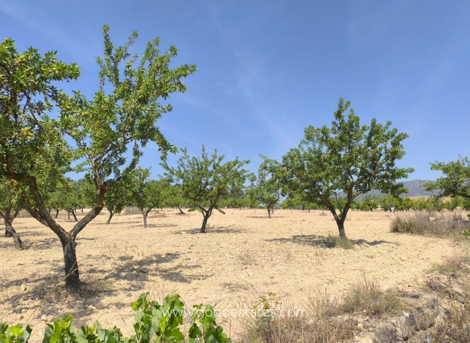 Resale - Plot - Land - Monóvar - Monòver - Monóvar - Monòver Centro