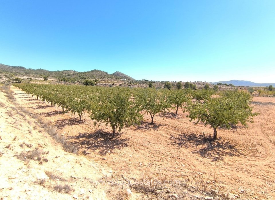 Resale - Plot - Land - Monóvar - Monòver - Monóvar - Monòver Centro