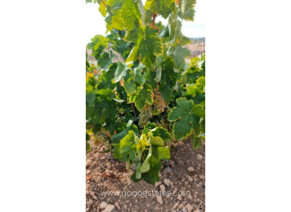 Resale - Plot - Land - Murcia - Abanilla Centro