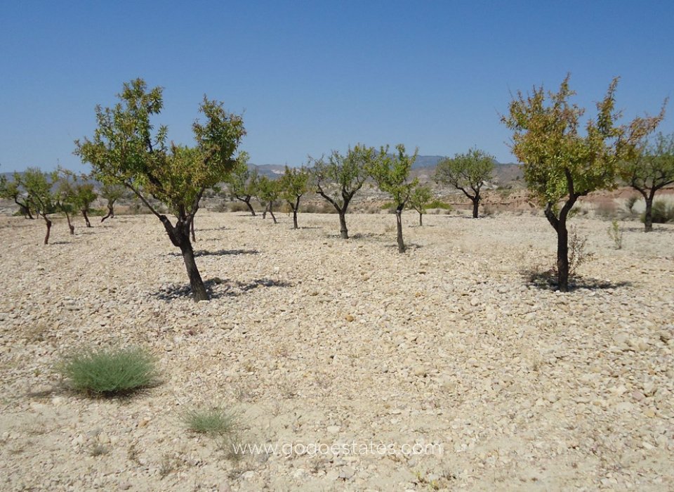 Resale - Plot - Land - Murcia - Abanilla Centro