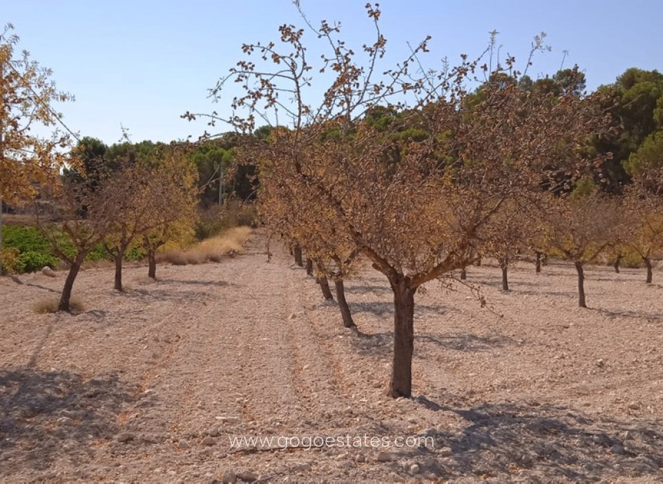 Resale - Plot - Land - Pinoso - Pinoso Centro