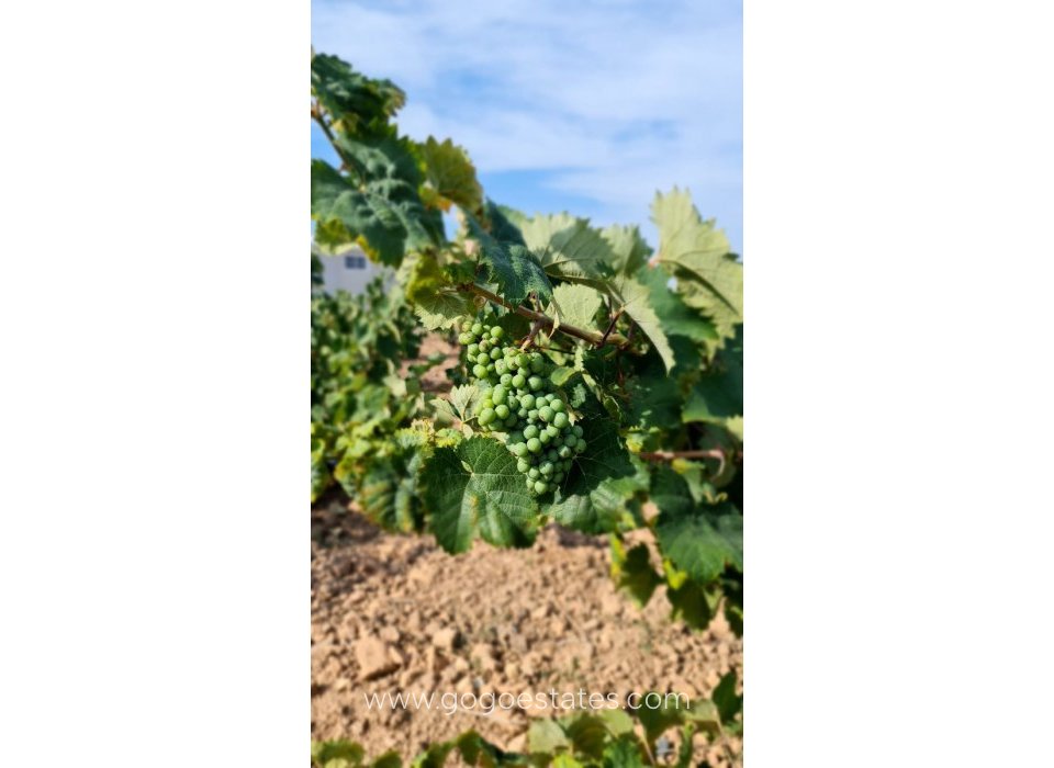 Resale - Plot - Land - Pinoso - Pinoso Centro