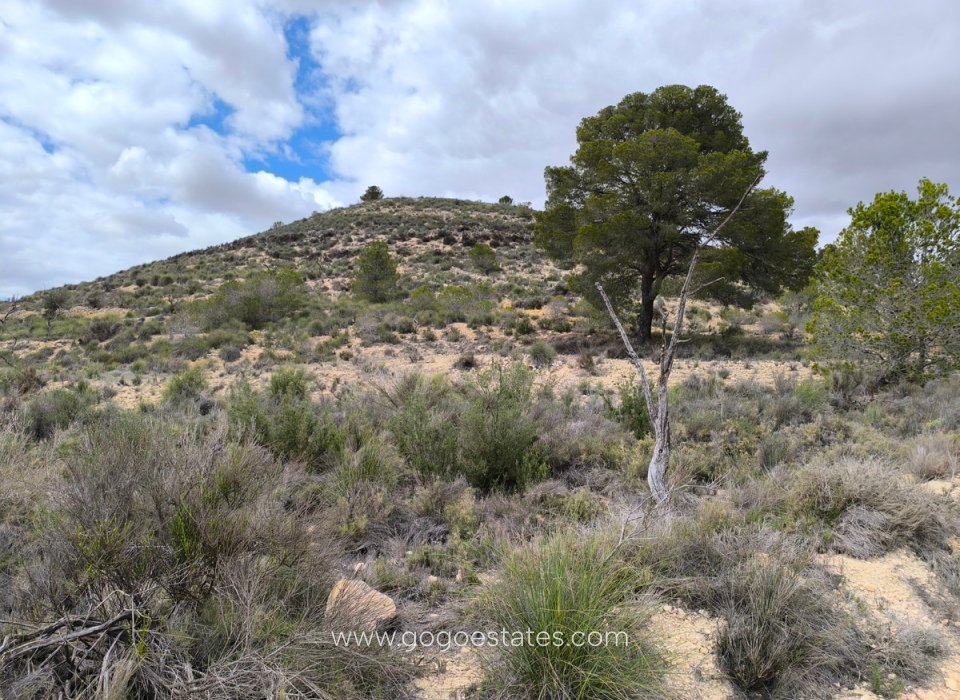 Resale - Plot - Land - Pinoso - Pinoso Centro