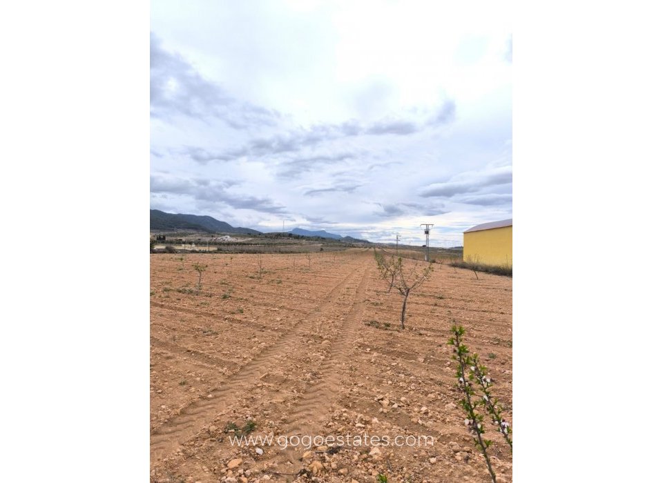 Resale - Plot - Land - Pinoso - Pinoso Centro