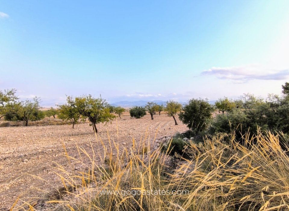 Resale - Plot - Land - Pinoso - Pinoso Centro