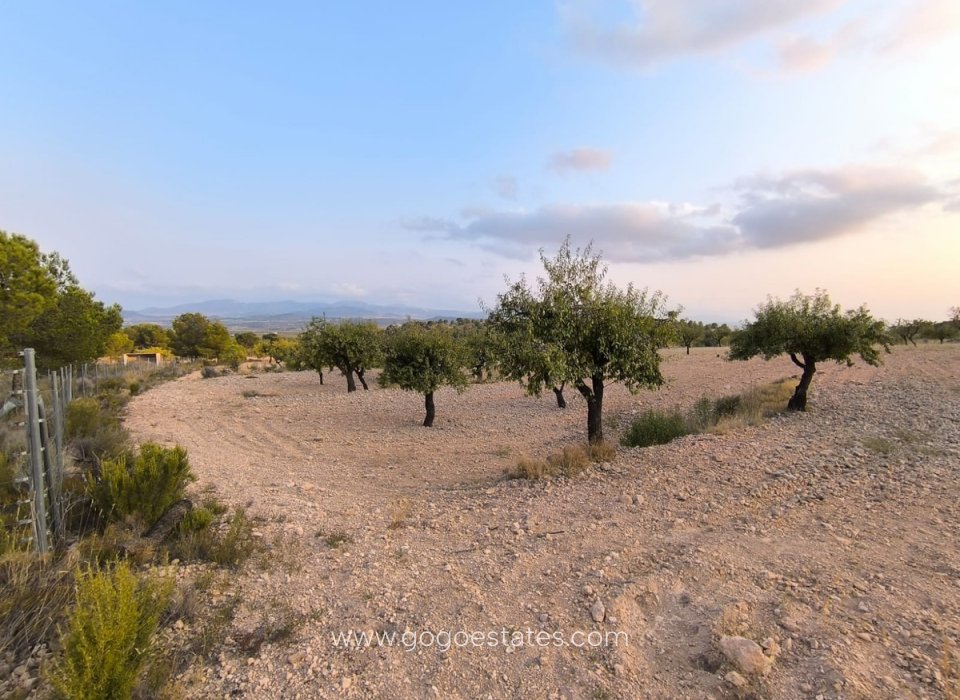 Resale - Plot - Land - Pinoso - Pinoso Centro