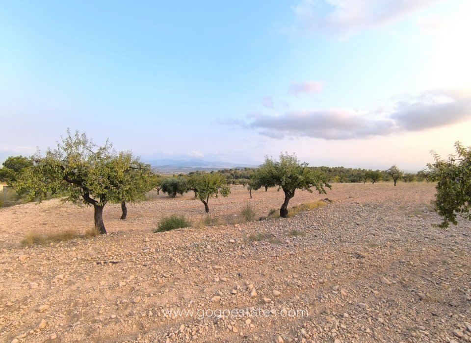 Resale - Plot - Land - Pinoso - Pinoso Centro