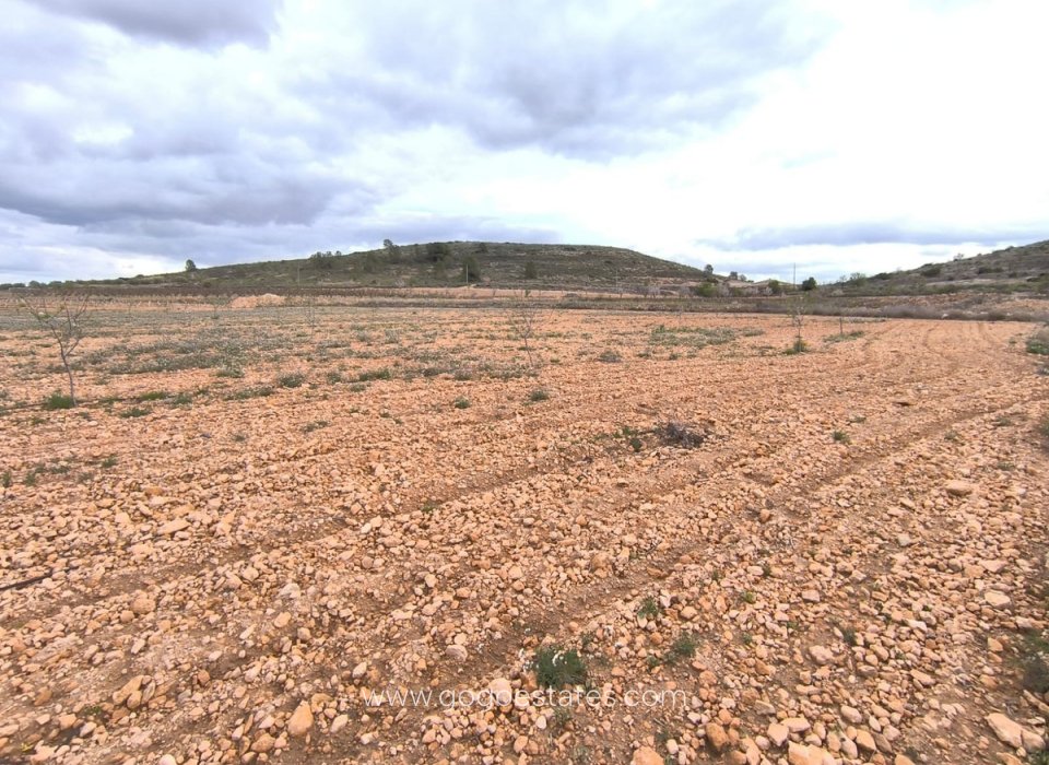 Resale - Plot - Land - Yecla - Raspay