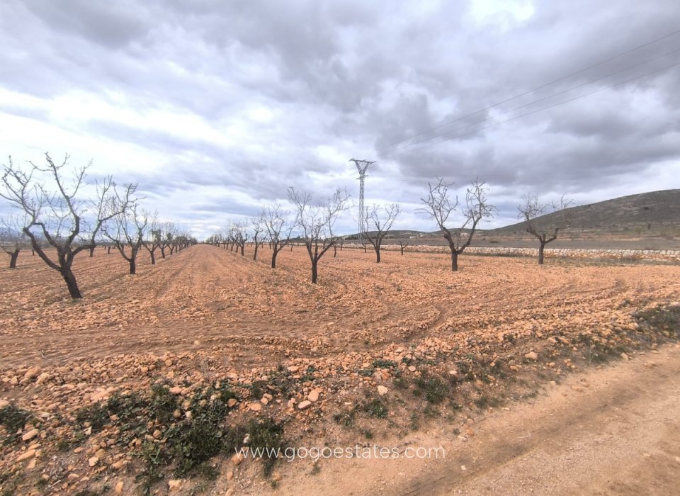 Resale - Plot - Land - Yecla - Raspay