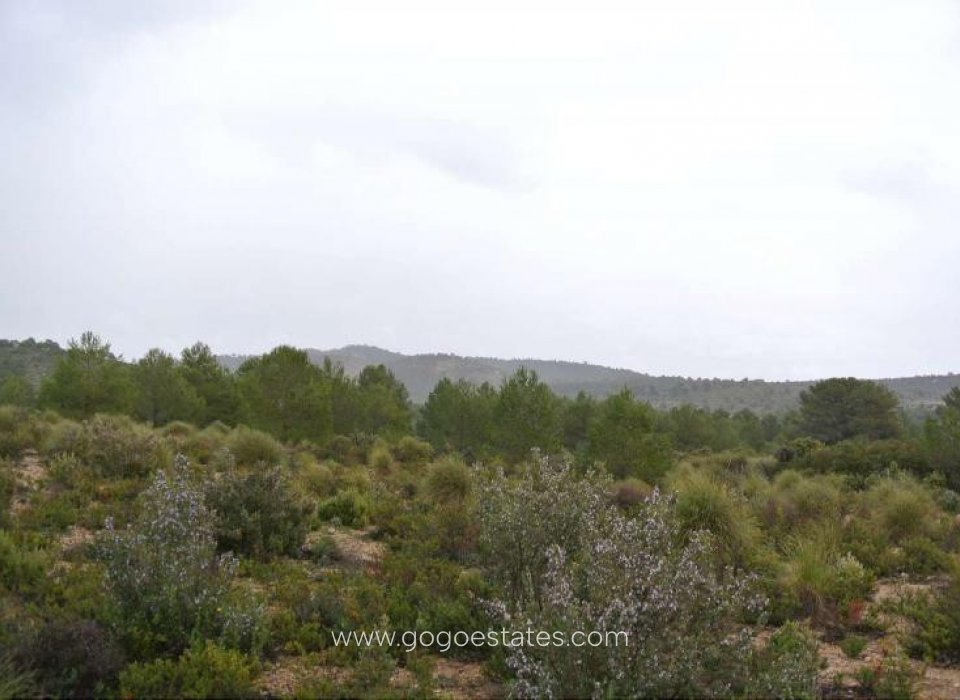 Resale - Plot - Land - Yecla - Yecla Centro