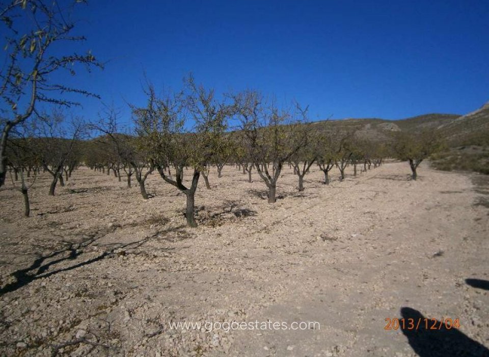 Resale - Plot - Land - Yecla - Yecla Centro