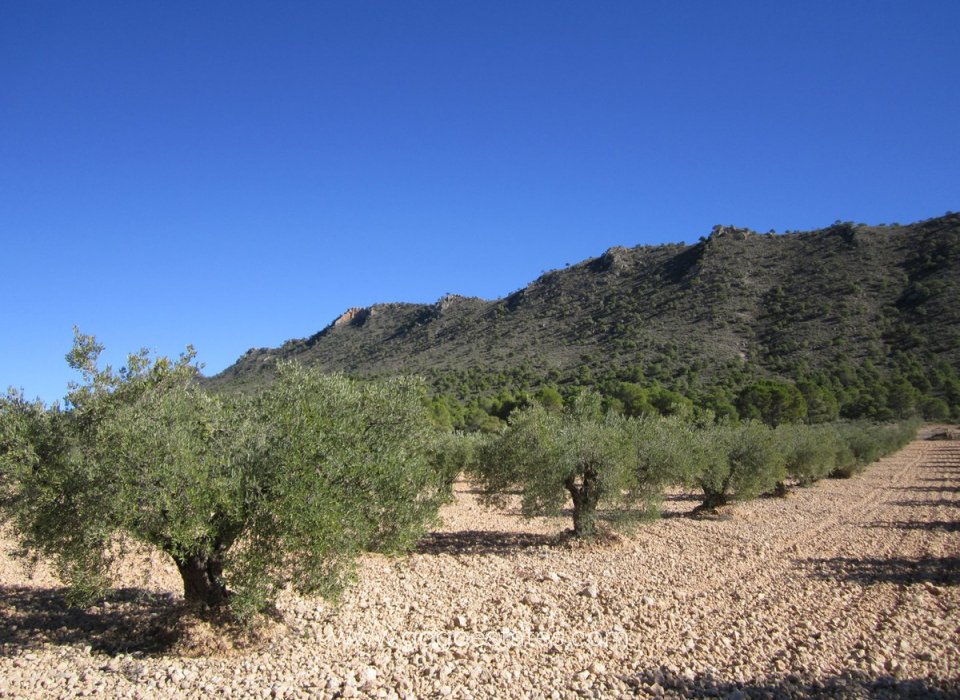 Resale - Plot - Land - Yecla - Yecla Centro