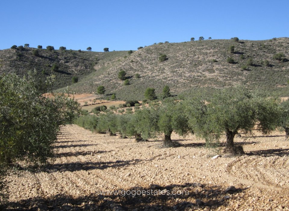 Resale - Plot - Land - Yecla - Yecla Centro