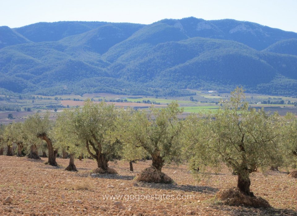 Resale - Plot - Land - Yecla - Yecla Centro