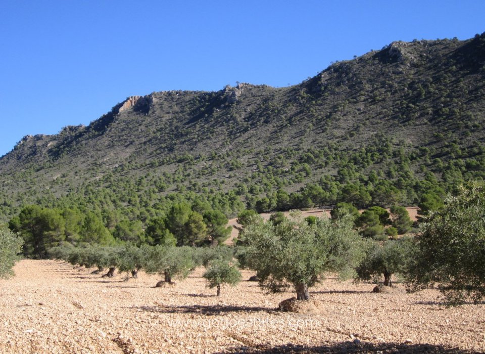 Resale - Plot - Land - Yecla - Yecla Centro