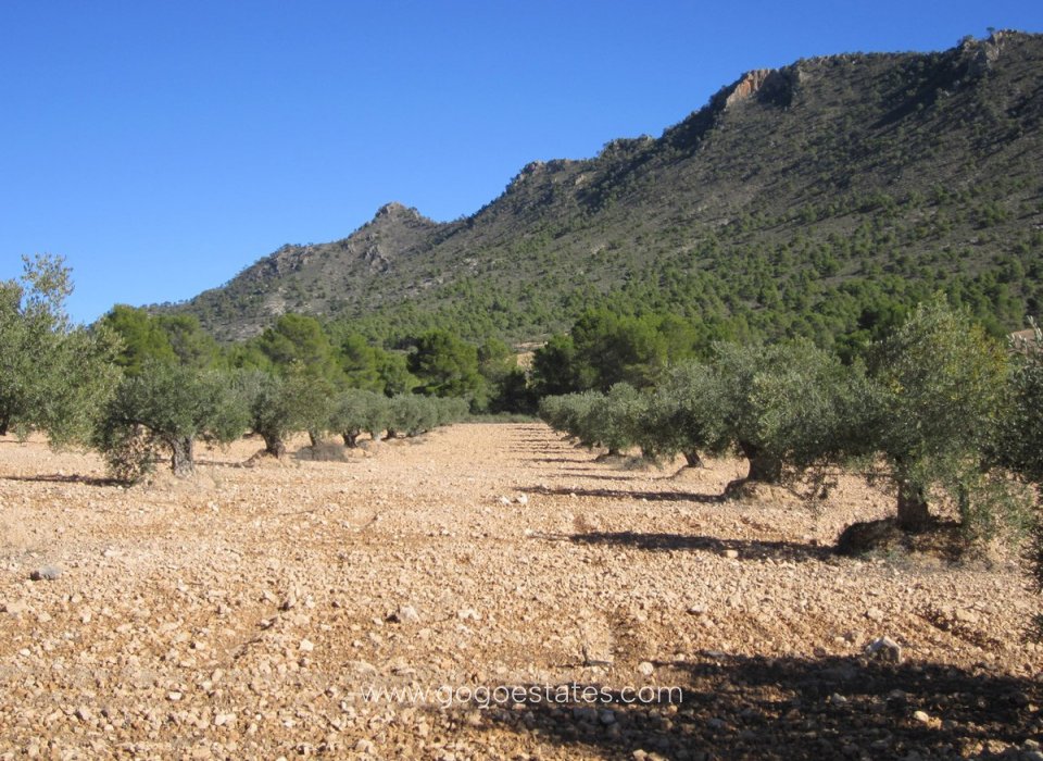 Resale - Plot - Land - Yecla - Yecla Centro