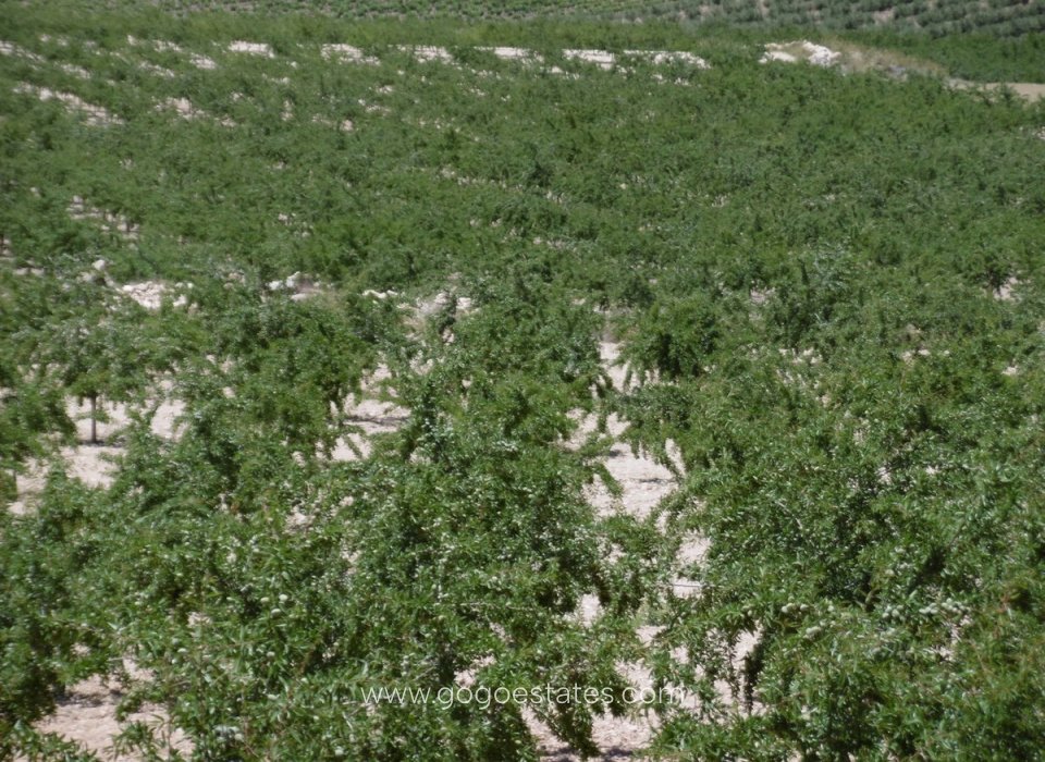 Resale - Plot - Land - Yecla - Yecla Centro