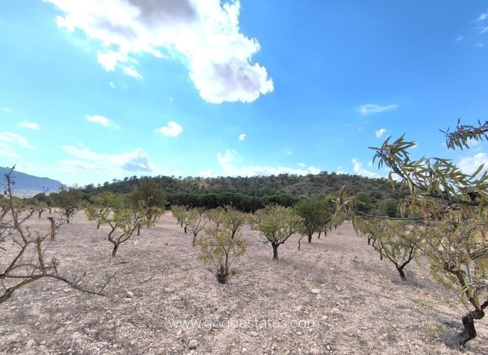 Resale - Plot - Land - Yecla - Yecla Centro