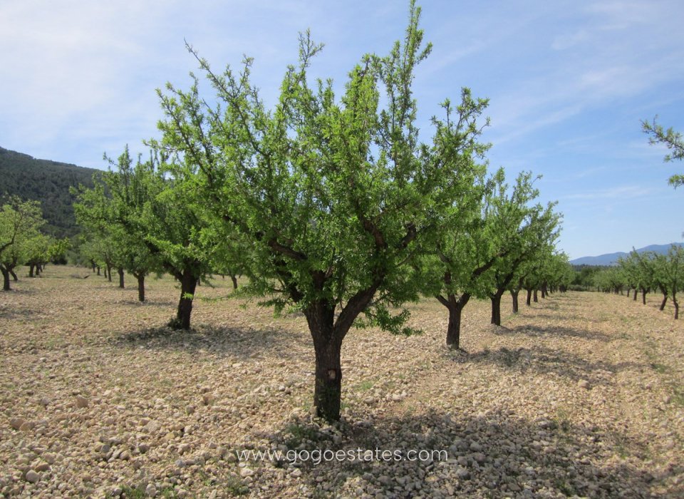 Resale - Plot - Land - Yecla - Yecla Centro