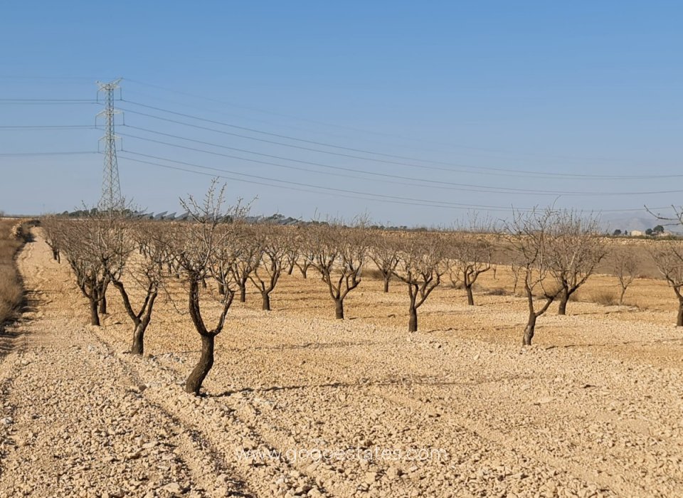 Revente - Parcela - Jumilla - Jumilla Centro