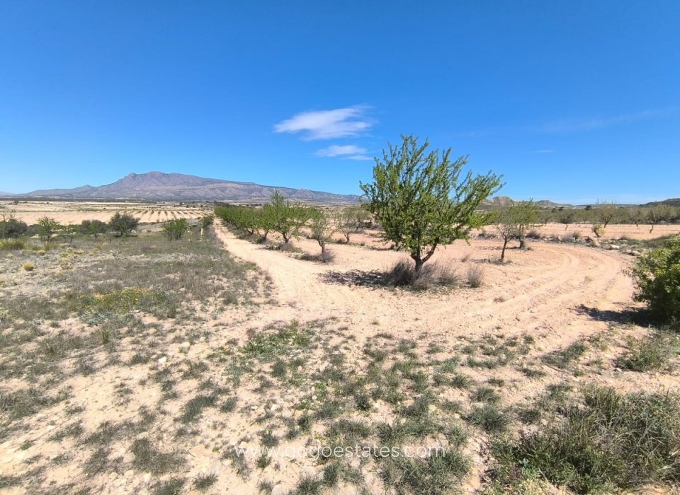 Revente - Parcela - Jumilla - Jumilla Centro
