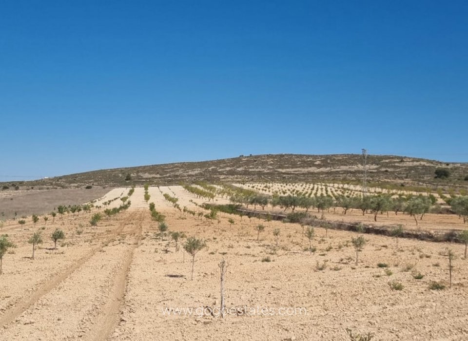 Revente - Terrain - Terrain - Jumilla - Jumilla Centro