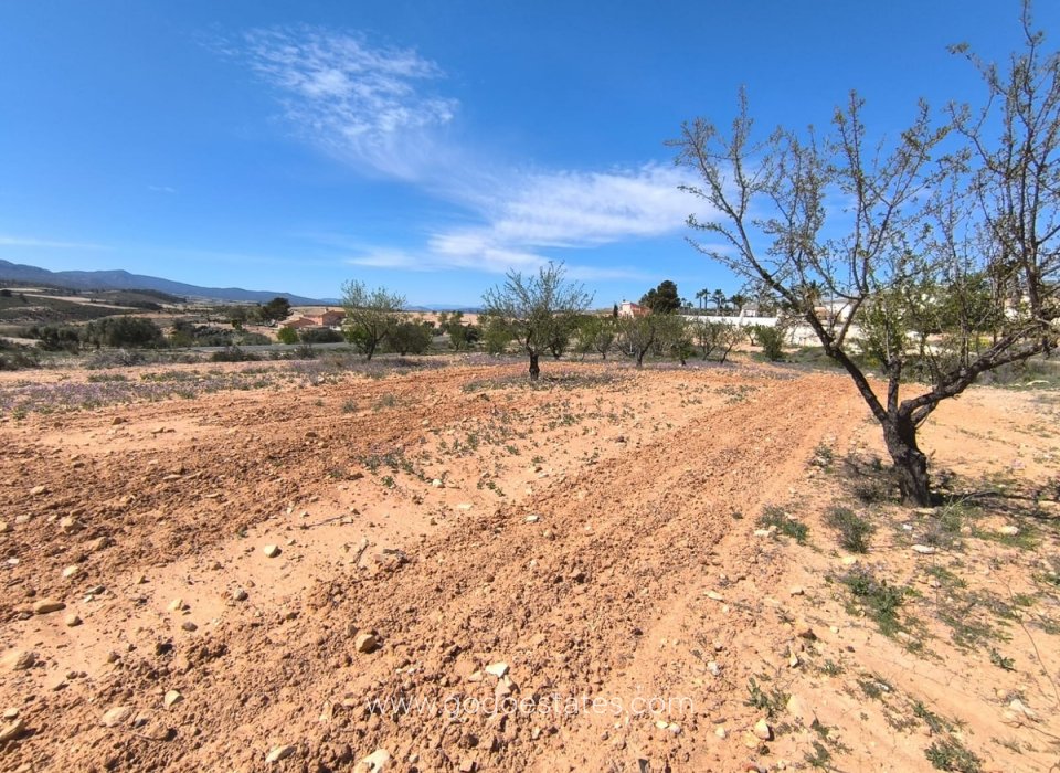 Revente - Terrain - Terrain - Jumilla - Jumilla Centro
