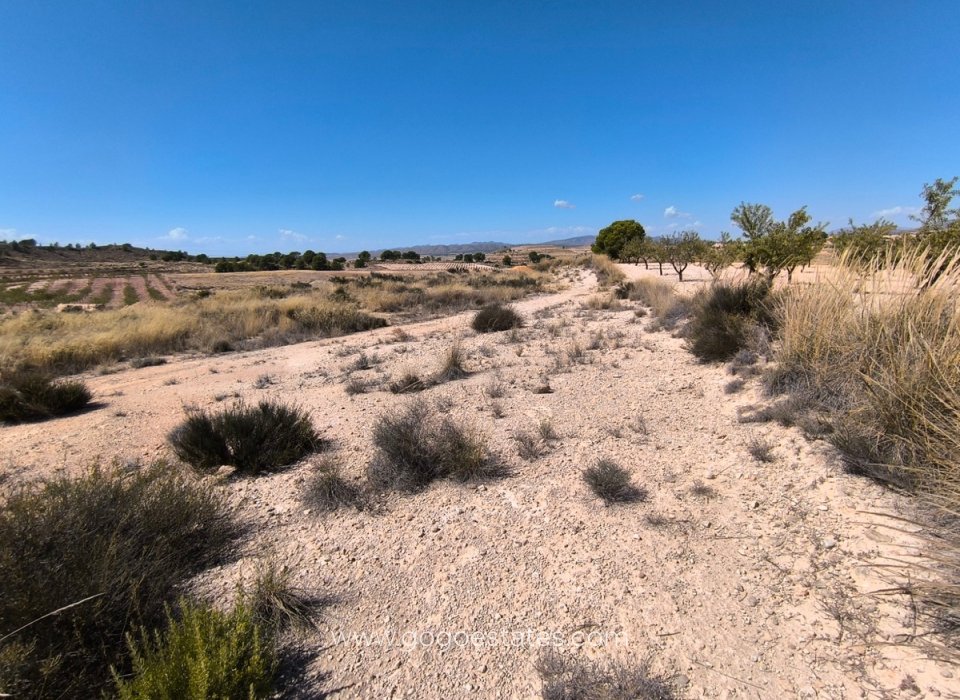 Revente - Terrain - Terrain - Jumilla - Jumilla Centro