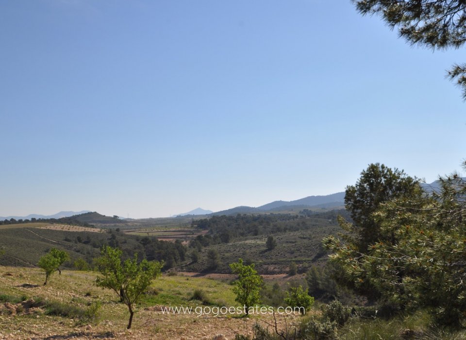 Revente - Terrain - Terrain - Jumilla - La Zarza
