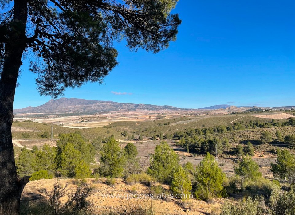 Revente - Terrain - Terrain - Jumilla - La Zarza