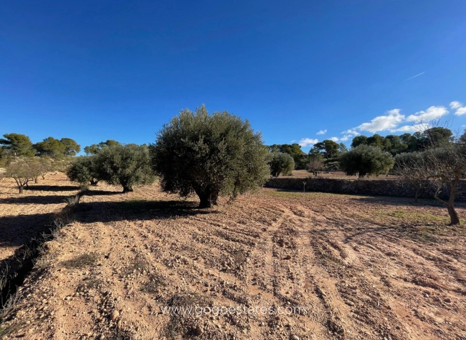 Revente - Terrain - Terrain - Jumilla - La Zarza