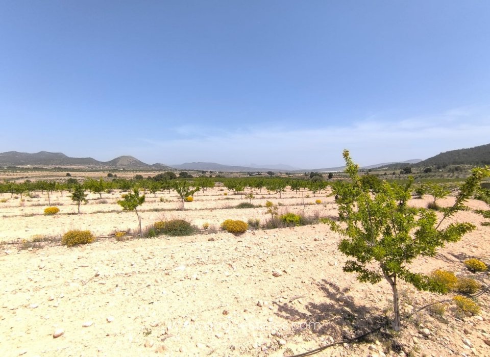 Revente - Terrain - Terrain - Monóvar - Monòver - Monóvar - Monòver Centro