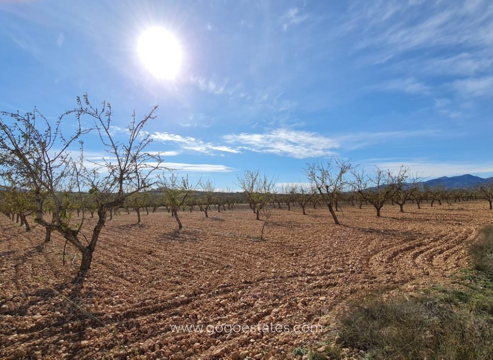 Revente - Terrain - Terrain - Pinoso - Aspe