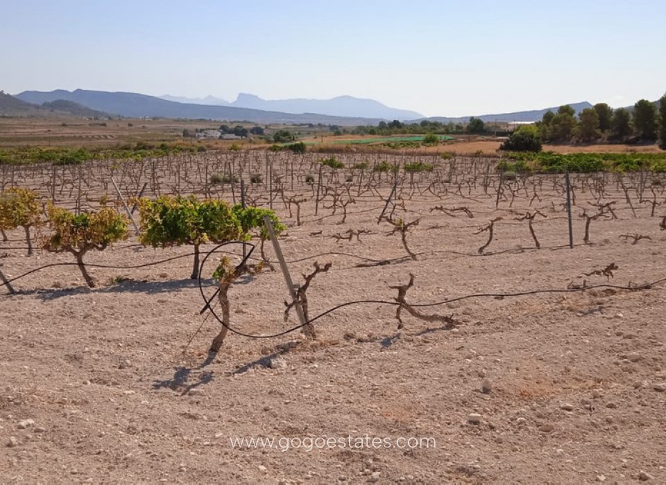 Revente - Terrain - Terrain - Pinoso - Pinoso Centro