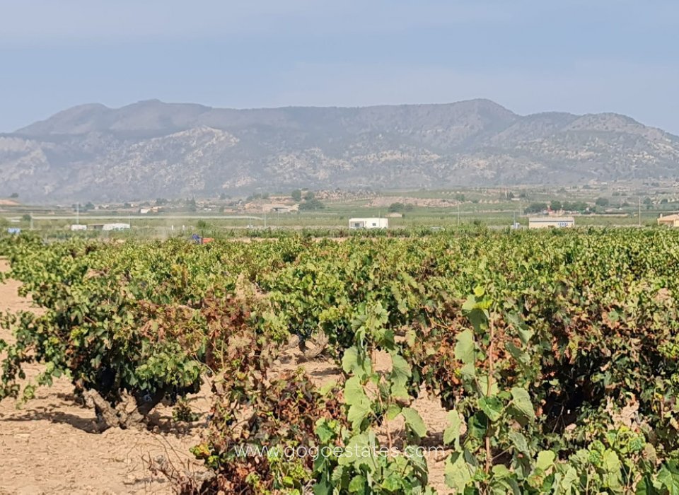 Revente - Terrain - Terrain - Pinoso - Pinoso Centro