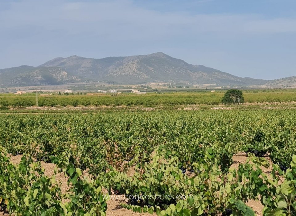 Revente - Terrain - Terrain - Pinoso - Pinoso Centro