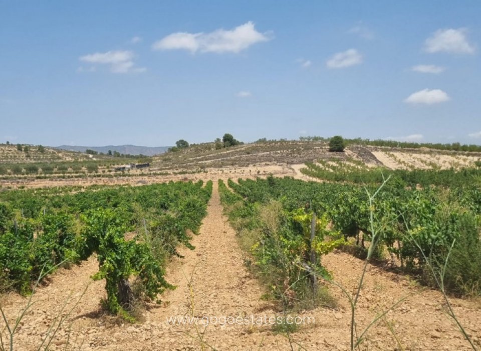 Revente - Terrain - Terrain - Pinoso - Pinoso Centro